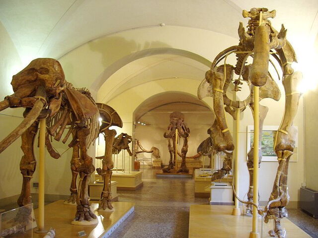 stuffed animal museum