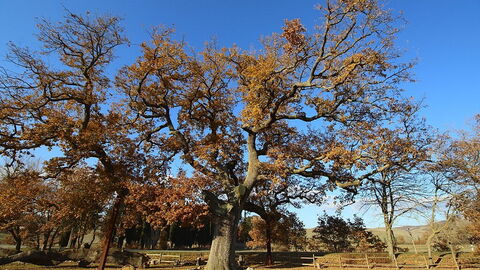 Oak delle Checche
