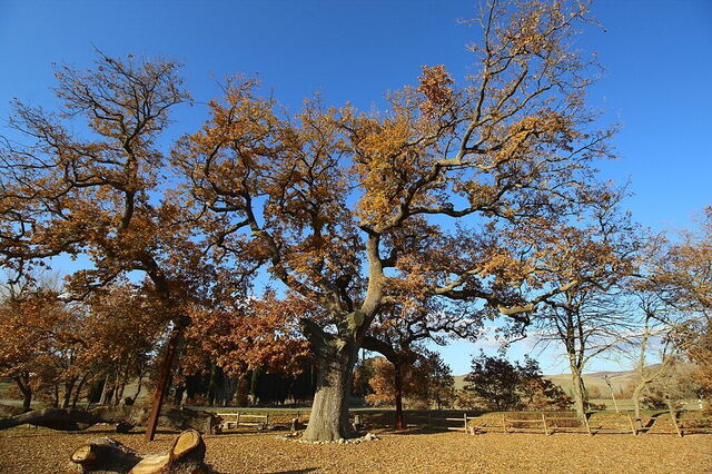 Oak delle Checche