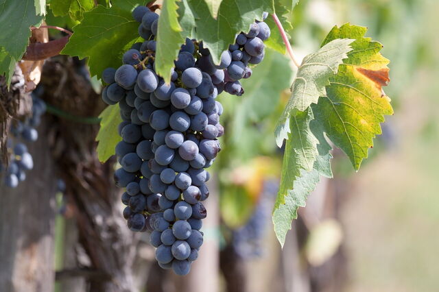 Grapes
