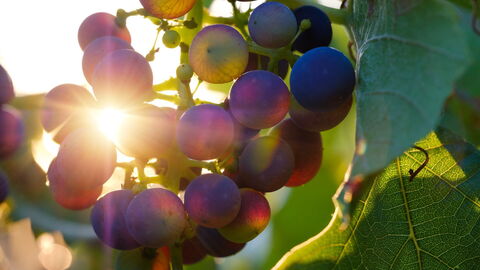 Grapes in a winery