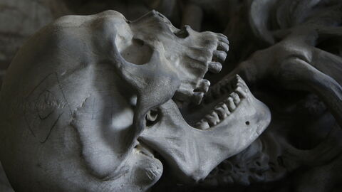 Skull