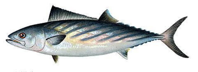 electric blue striped palamita fish