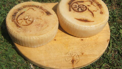 Circle slabs of pecorino