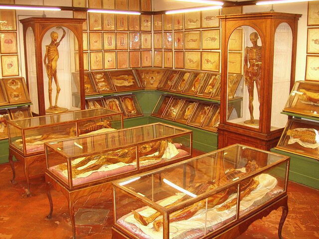 Wax Anatomical Models at La Specola