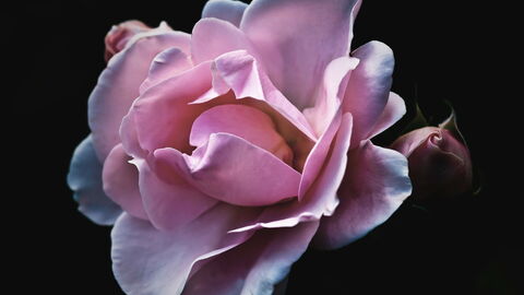 A pink rose