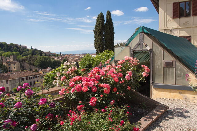 Roses in Florence