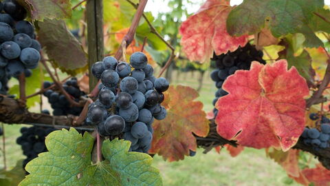 A vineyard