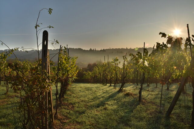 Vineyard