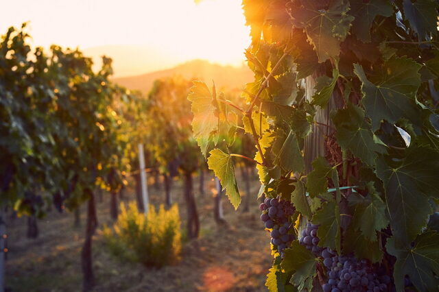 Vines in Tuscany