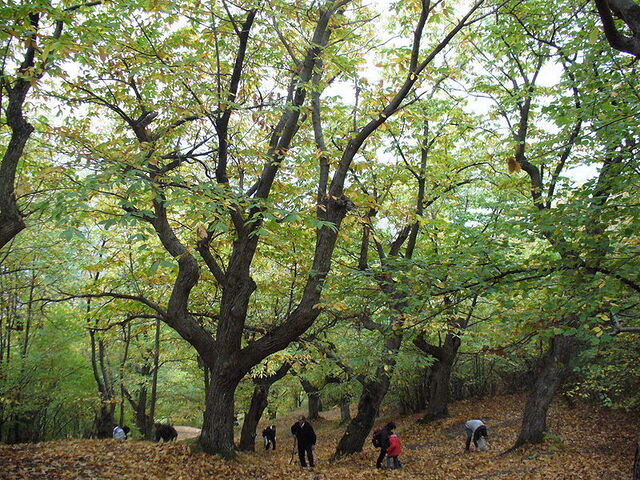 Palazzuolo Sul Senio chestnut woods