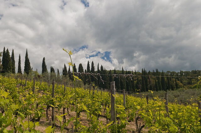 Vignamaggio Estate