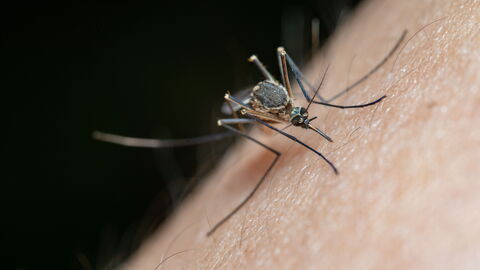 Mosquito