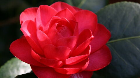 Camellia, close-up