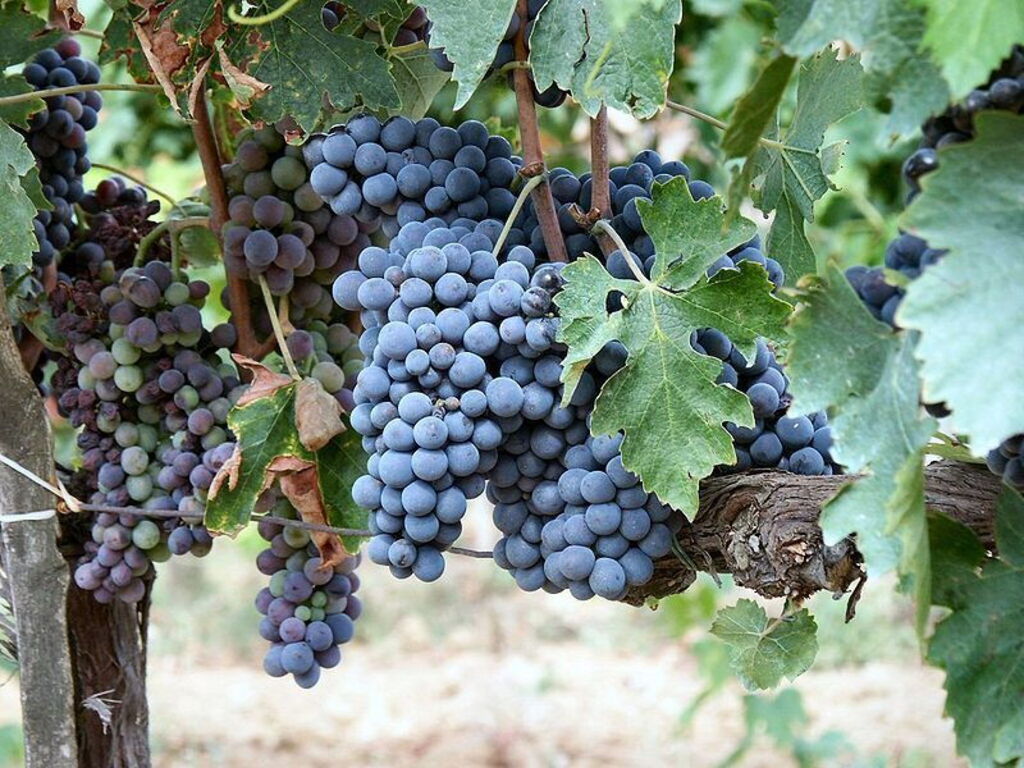 explore-the-town-of-montalcino-and-its-most-important-export-brunello