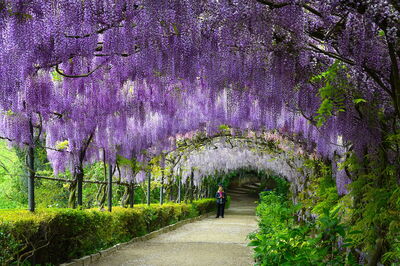Wisteria in the Bardini Gardens
