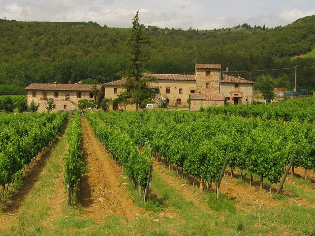 Vineyard in Chianti