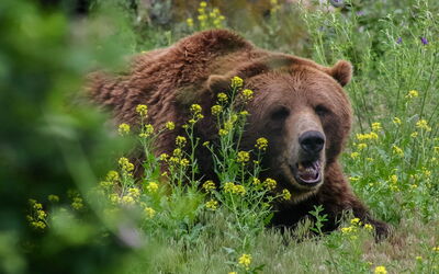 Brown bear