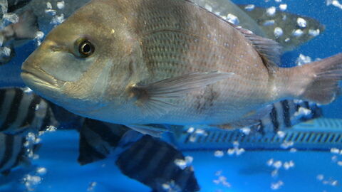 Sea Bream