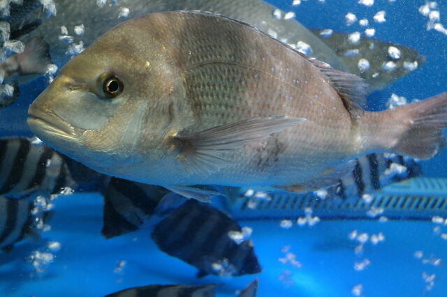 Sea Bream