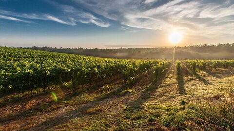 vineyard in Tuscany