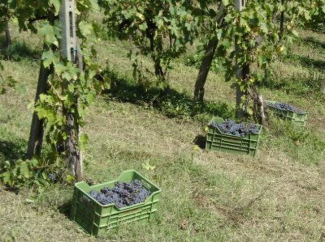 Vendemmia