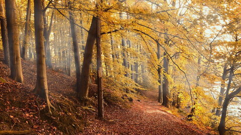 Autumn colours