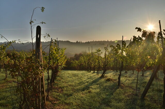 Vineyard
