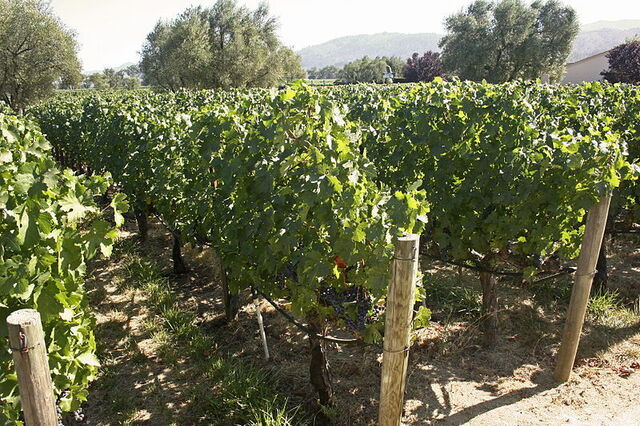 vineyard