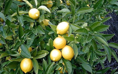 closeup of ripening lemon tree