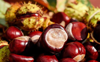 Chestnuts