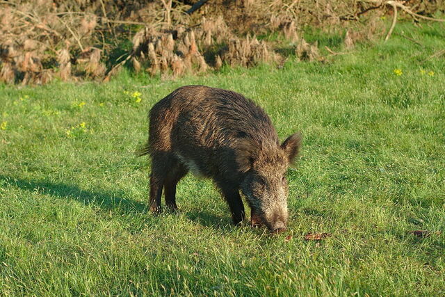 San Rossore, Boar