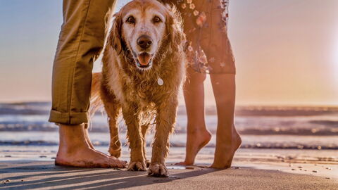 Dog & its humans on the beach