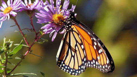 Butterfly