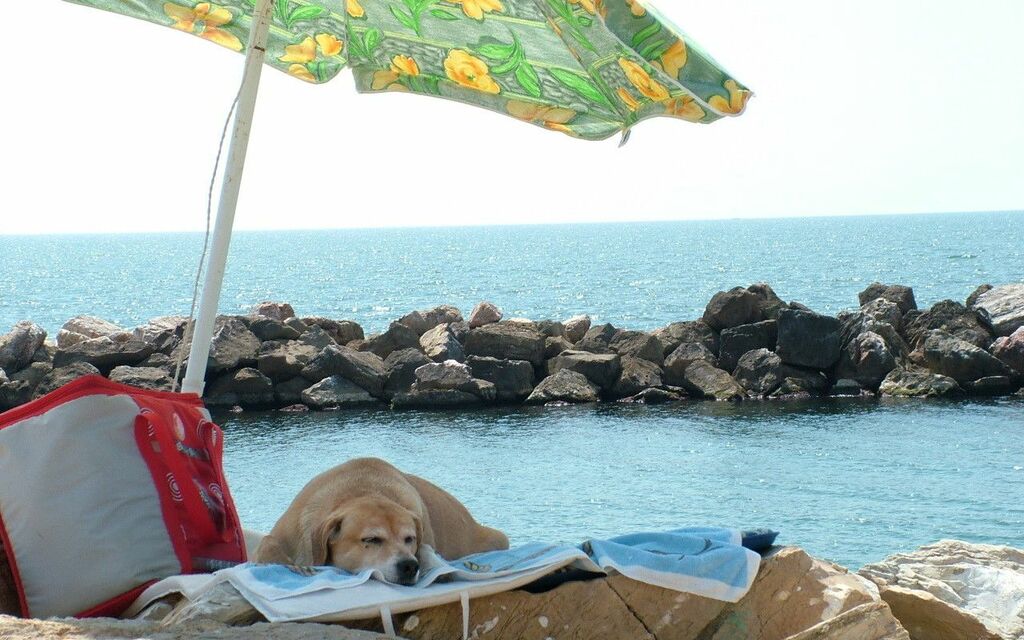 Dog Day At The Beach
