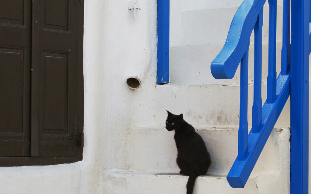 Mykonos Street Cat