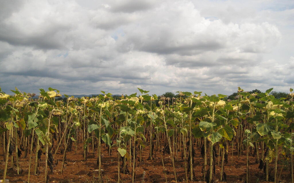 girasoli chianti