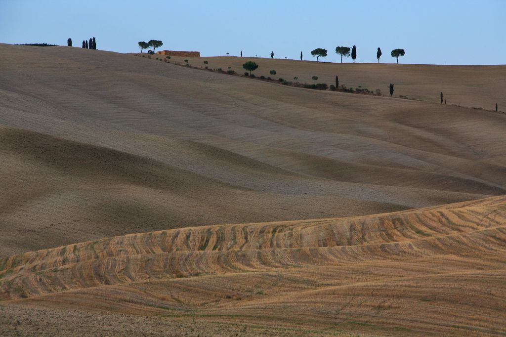 Tuscan Fields