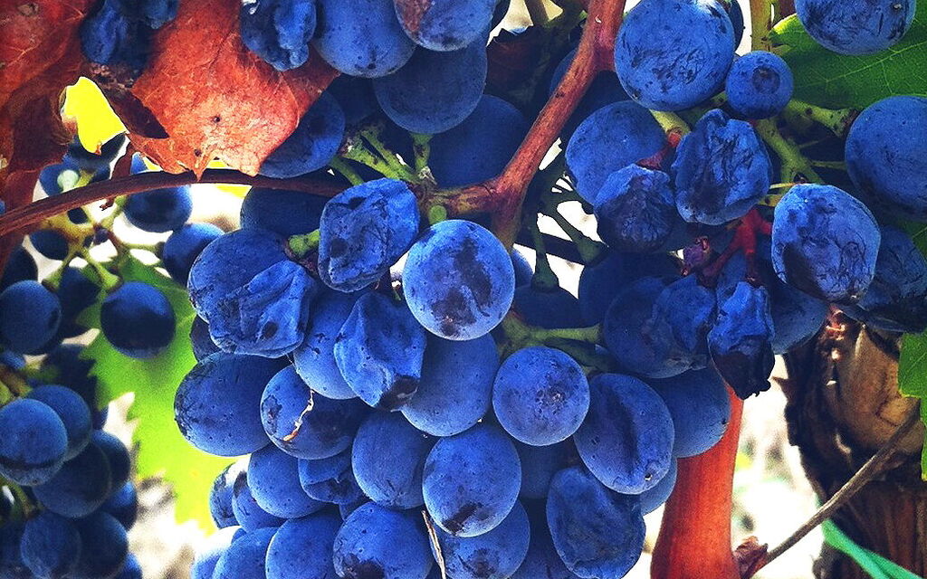 Tuscan Vineyard