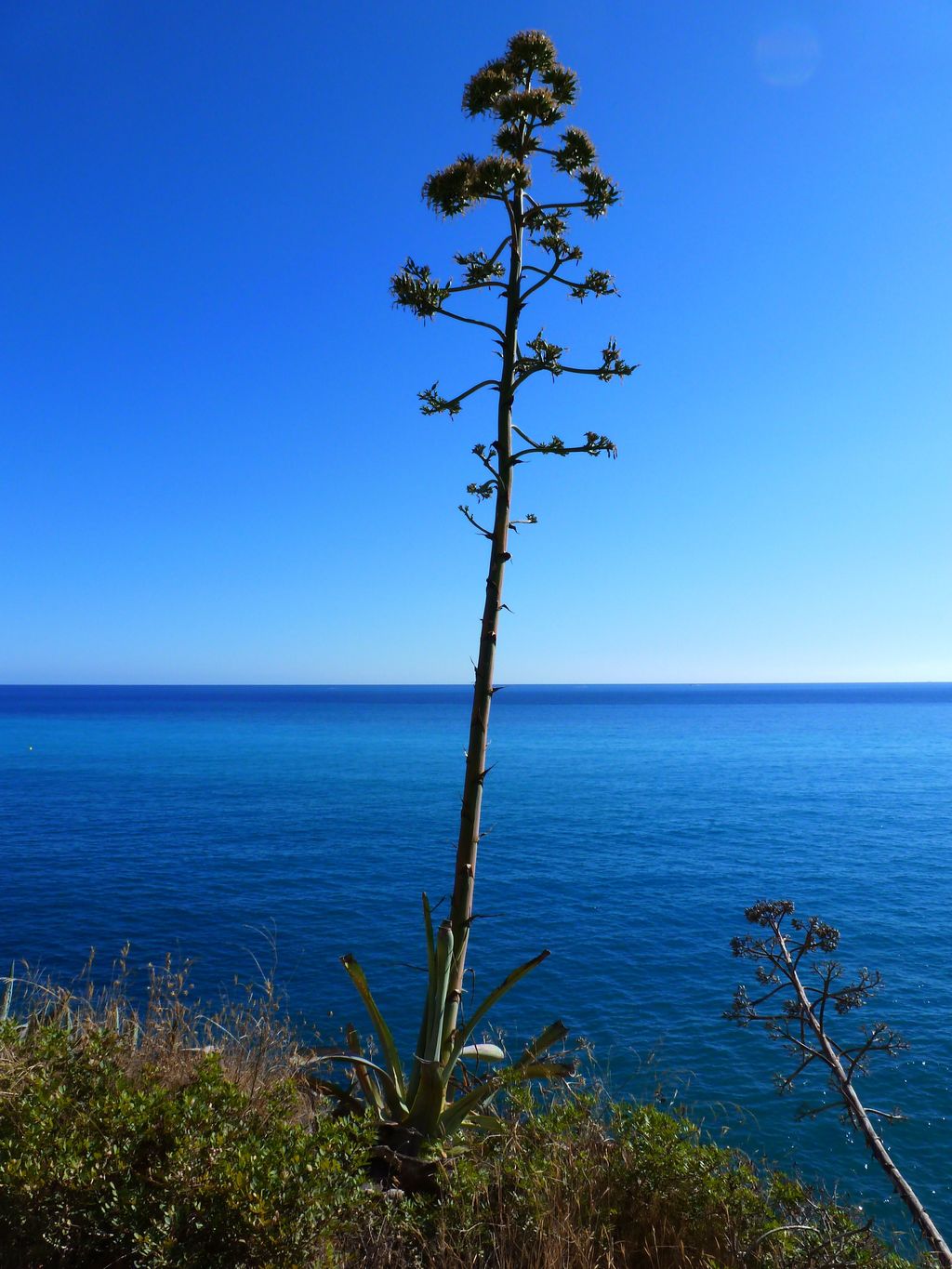 Serenity in Ventimiglia