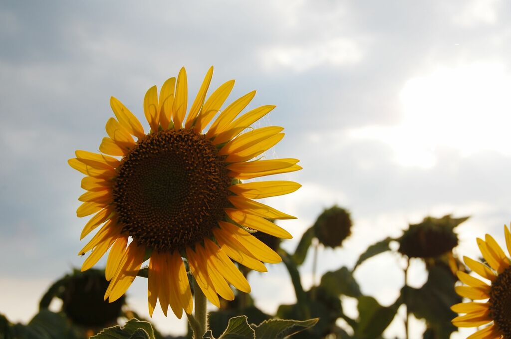 Tuscan Sunflower