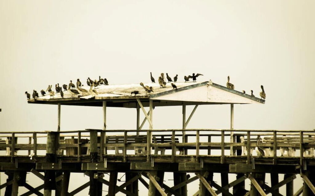 Under the pier