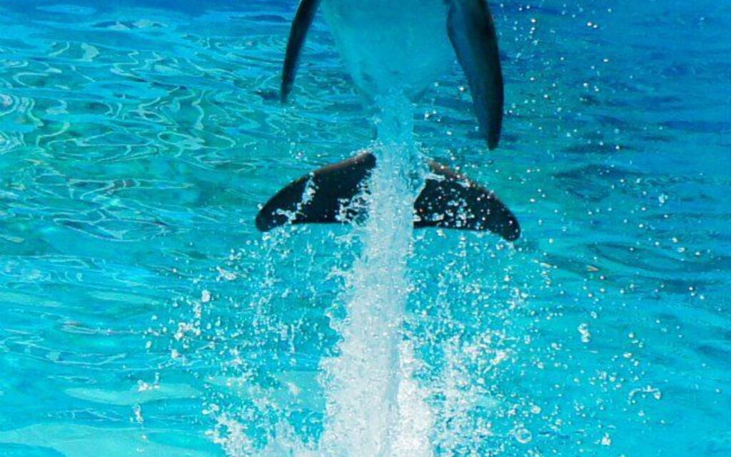 Dolphin show