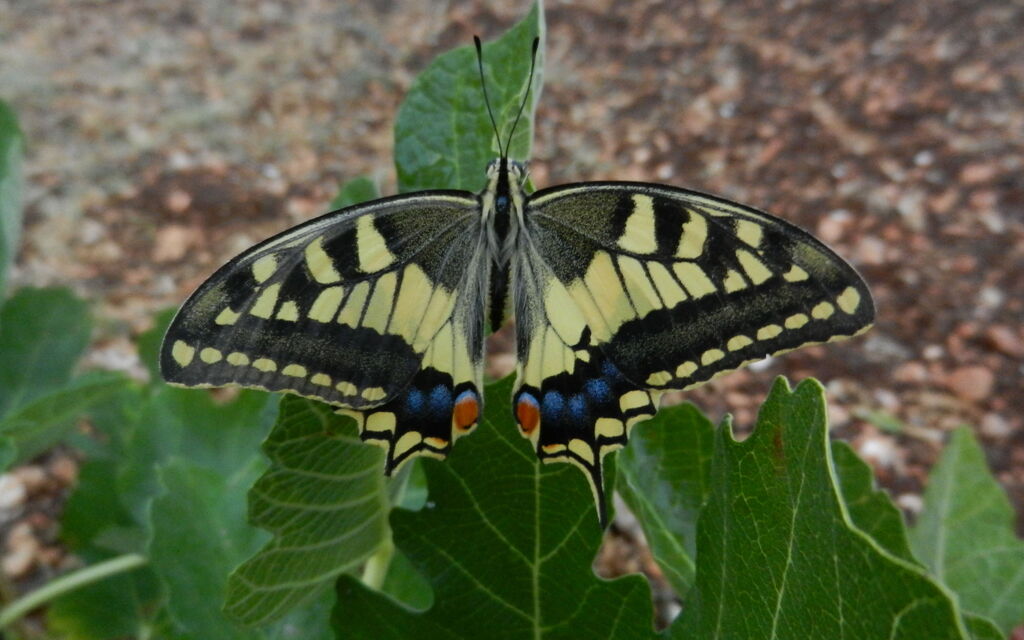 la farfalla