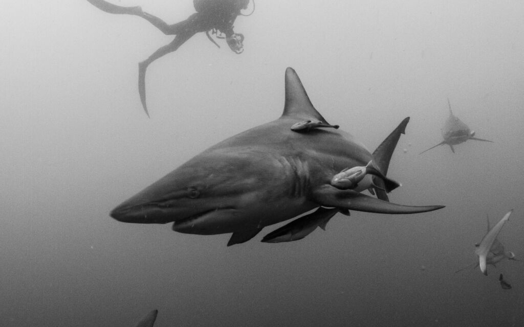 Wild Life