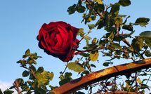 Photo submitted by guest of La Casina del Bosco