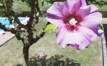 Photo submitted by guest of Villa Il Cedro