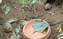 Foto pubblicata dell'ospite di Ca di Maestro