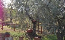 Foto pubblicata dell'ospite di San Romolo
