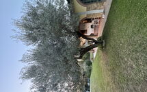 Foto pubblicata dell'ospite di Villa Il Cipresso